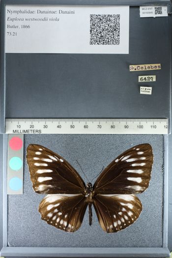 Media type: image; Entomology 160645